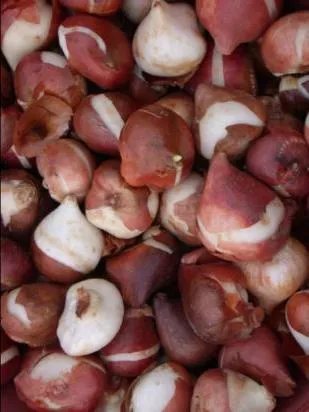 Cum se păstrează bulbi de lalele înainte de plantare