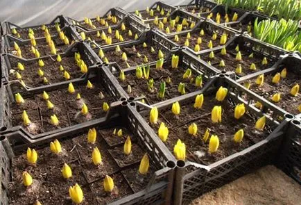 Cum pot stoca becurile înainte de lalele de plantare - pregătirea și condițiile necesare (magazin) Cum pot stoca becurile înainte de lalele de plantare - pregătirea și condițiile necesare