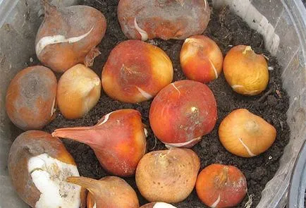 Cum pot stoca becurile înainte de plantare lalele - pregătirea și condițiile necesare (cum se păstrează bulbi de lalele înainte de plantare ca) Cum pot stoca becurile înainte de lalele de plantare - pregătirea și condițiile necesare