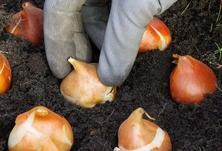 Cum pot stoca becurile înainte de plantare lalele - pregătirea și condițiile necesare (lalele) Cum pot stoca becurile înainte de lalele de plantare - pregătirea și condițiile necesare