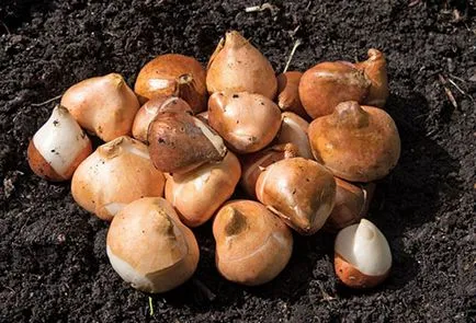 Cum pot stoca becurile înainte de plantare lalele - pregătirea și condițiile necesare (cum se păstrează bulbi de lalele înainte de plantare ca) Cum pot stoca becurile înainte de lalele de plantare - pregătirea și condițiile necesare