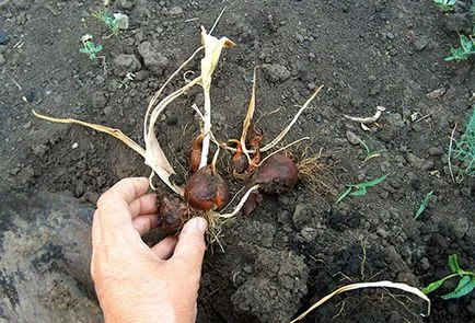 Cum pot stoca becurile înainte de plantare lalele - pregătirea și condițiile necesare (cum se păstrează bulbi de lalele înainte de plantare ca) Cum pot stoca becurile înainte de lalele de plantare - pregătirea și condițiile necesare