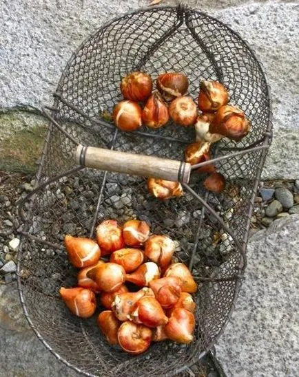 Cum se păstrează bulbi de lalele înainte de plantare