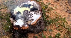 Cum să se usuce lemn, distrugerea chimică a arborilor (un arbore prelucrat) Cum să se usuce lemn, distrugerea chimică a arborilor