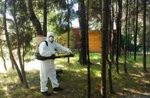 Cum să se usuce lemn, distrugerea chimică a arborilor (deteriora următoarea creștere) Cum să se usuce lemn, distrugerea chimică a arborilor