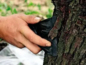 Cum să se usuce lemn, distrugerea chimică a arborilor (la uscat) Cum să se usuce lemn, distrugerea chimică a arborilor
