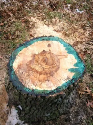 Cum să se usuce lemn, distrugerea chimică a arborilor (la uscat) Cum să se usuce lemn, distrugerea chimică a arborilor