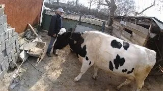 Cum de a rula stomacul unei vaci remedii populare