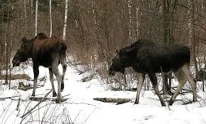 Ca iarna elani a răspunde aici!