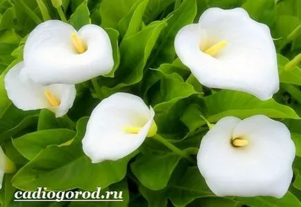 flori calla