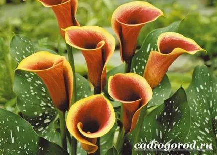 flori calla