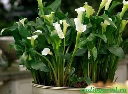 flori calla