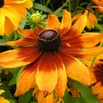 Schisandra de plantare și îngrijire corespunzătoare