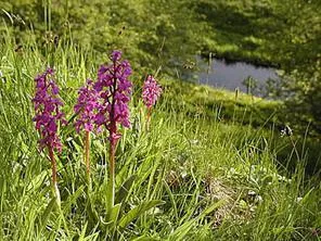 Legenda lacrimi de cuc de plante (Orchis pătați)