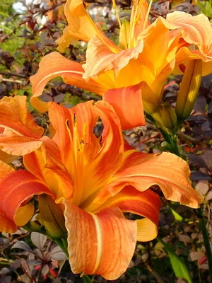 soiuri de fotografie Daylily și numele daylily, plantare și îngrijire de flori daylily (Hemerocallis) fotografia și numele Daylily soiuri daylily, plantare și îngrijire de flori daylily
