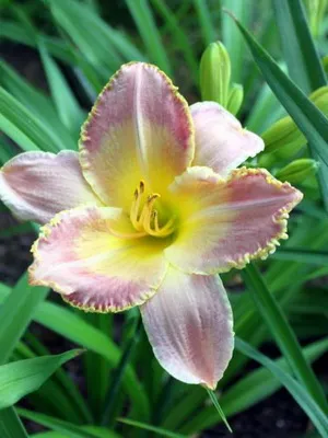 soiuri de fotografie Daylily și numele daylily, plantare și îngrijire de flori daylily (plantare) fotografia și numele Daylily soiuri daylily, plantare și îngrijire de flori daylily