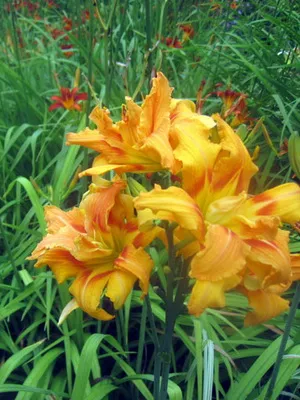 soiuri de fotografie Daylily și numele daylily, plantare și îngrijire de flori daylily (Hemerocallis) fotografia și numele Daylily soiuri daylily, plantare și îngrijire de flori daylily
