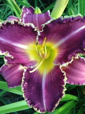 fotografia și numele Daylily soiuri daylily, plantare și îngrijire de flori daylily (clasele) fotografia și numele Daylily soiuri daylily, plantare și îngrijire de flori daylily