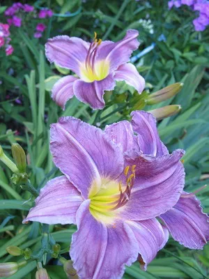 soiuri de fotografie Daylily și numele daylily, plantare și îngrijire de flori daylily (foto) fotografia și numele Daylily soiuri daylily, plantare și îngrijire de flori daylily