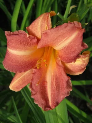 soiuri de fotografie Daylily și numele daylily, plantare și îngrijire de flori daylily (Hemerocallis) fotografia și numele Daylily soiuri daylily, plantare și îngrijire de flori daylily