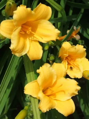 soiuri de fotografie Daylily și numele daylily, plantare și îngrijire de flori daylily (foto) fotografia și numele Daylily soiuri daylily, plantare și îngrijire de flori daylily