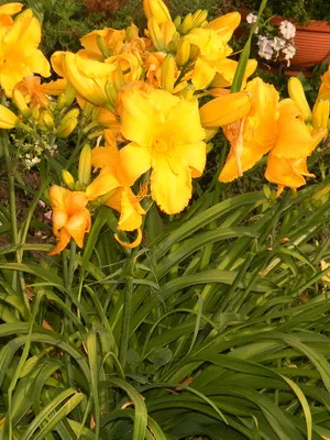 soiuri de fotografie Daylily și numele daylily, plantare și îngrijire de flori daylily (Hemerocallis) fotografia și numele Daylily soiuri daylily, plantare și îngrijire de flori daylily