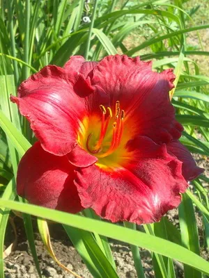 soiuri de fotografie Daylily și numele daylily, plantare și îngrijire de flori daylily (Hemerocallis) fotografia și numele Daylily soiuri daylily, plantare și îngrijire de flori daylily