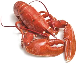 Lobster - proprietăți utile și dăunătoare ale homar (periculoase) Lobster - proprietăți utile și dăunătoare ale homar