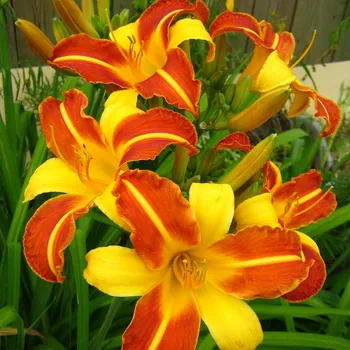 fotografia și numele Daylily soiuri daylily, plantare și îngrijire de flori daylily (clasele) fotografia și numele Daylily soiuri daylily, plantare și îngrijire de flori daylily