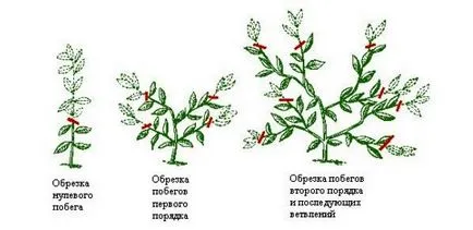 plantare Schisandra, cultivare, îngrijire, fotografie, selectați