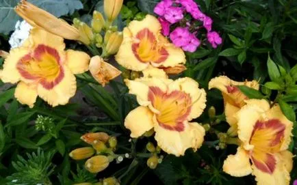 Daylilies de plantare și îngrijire (flori daylily) Daylilies de plantare și îngrijire