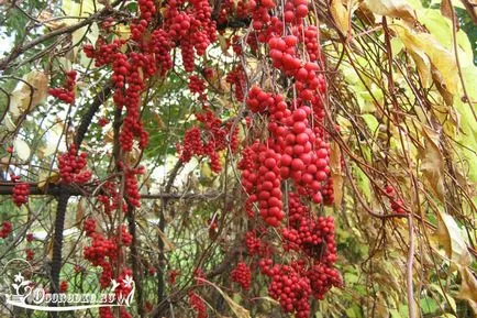 Schisandra, cultivare și întreținere, tăiere, udare, plantare (cultivare) Schisandra, cultivare și întreținere, tăiere, udare, plantare