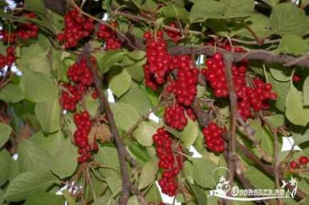 Schisandra, cultivare și întreținere, tăiere, udare, plantare (cultivare) Schisandra, cultivare și întreținere, tăiere, udare, plantare