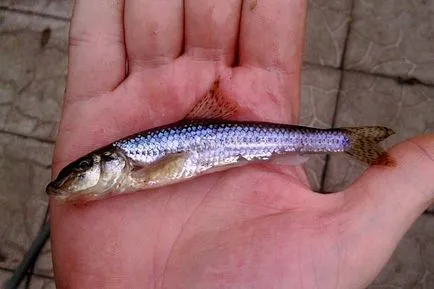 pescuit cleanul din mai până toamna târziu (de pescuit) pescuit cleanul din mai până toamna târziu