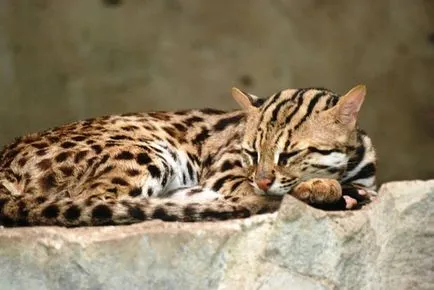 leopard asiatice descriere pisica rasa, habitat, domesticire