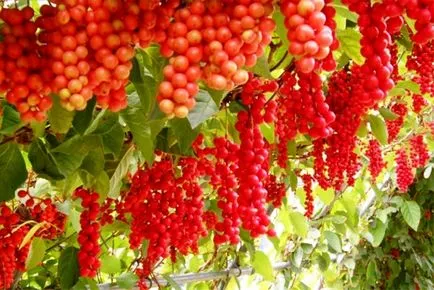 plantare Schisandra, cultivare, îngrijire, fotografie, selectați