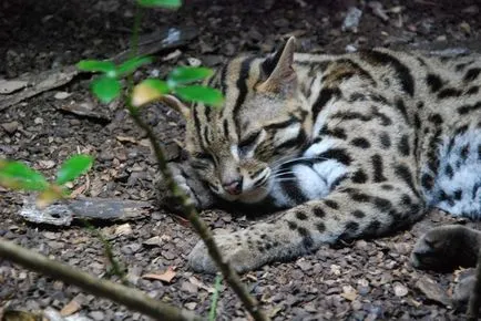 leopard asiatice descriere pisica rasa, habitat, domesticire