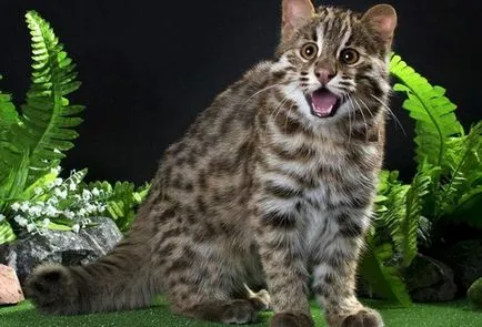 leopard asiatice descriere pisica rasa, habitat, domesticire