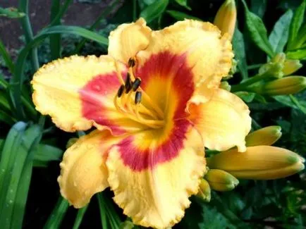 Daylilies plantare și îngrijire (plantarea daylily în sol) Daylilies de plantare și îngrijire