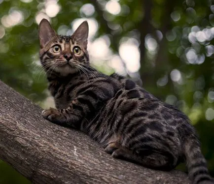 leopard asiatice descriere pisica rasa, habitat, domesticire