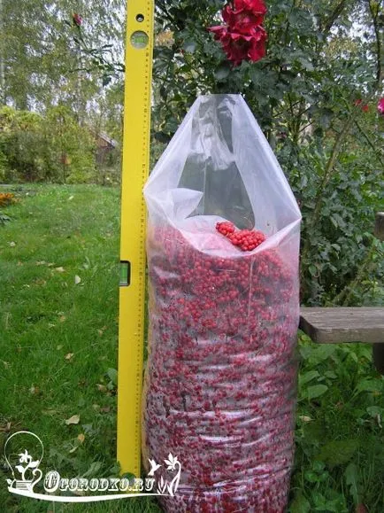 Schisandra, cultivare și întreținere, tăiere, udare, plantare (chineză) Schisandra, cultivare și întreținere, tăiere, udare, plantare