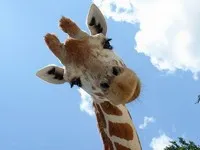 De ce vis o girafă carte de vis - o girafă într-un vis (o girafă într-un vis) De ce vis o girafă carte de vis - o girafă într-un vis
