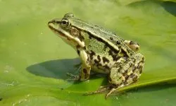 De ce degetul mare tăiat, ceea ce înseamnă