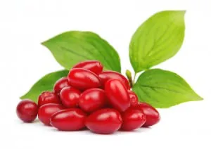 proprietăți Dogwood utile și contraindicații (utile) proprietăți Dogwood utile și contraindicații