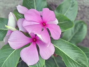 Catharanthus ampelnye - în creștere din semințe Catharanthus imagine Catharanthus de flori - de îngrijire la domiciliu
