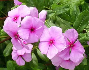 Catharanthus specii, creșterea, îngrijirea și cultivarea de semințe la domiciliu