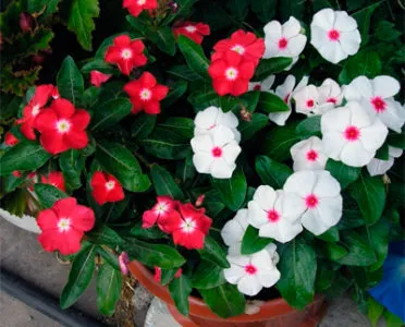 Catharanthus ampelnye în creștere din semințe, de plantare și îngrijire la domiciliu în aer liber
