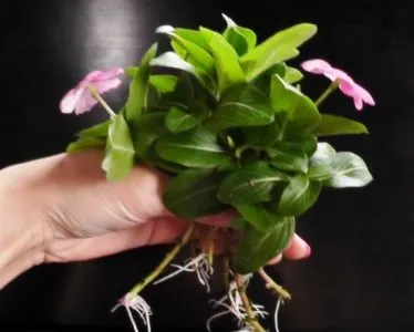 Catharanthus ampelnye în creștere din semințe, de plantare și îngrijire la domiciliu în aer liber