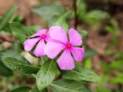 Catharanthus ampelnye în creștere din semințe, de plantare și îngrijire la domiciliu în aer liber