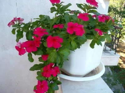 Catharanthus ampelnye în creștere din semințe de la domiciliu